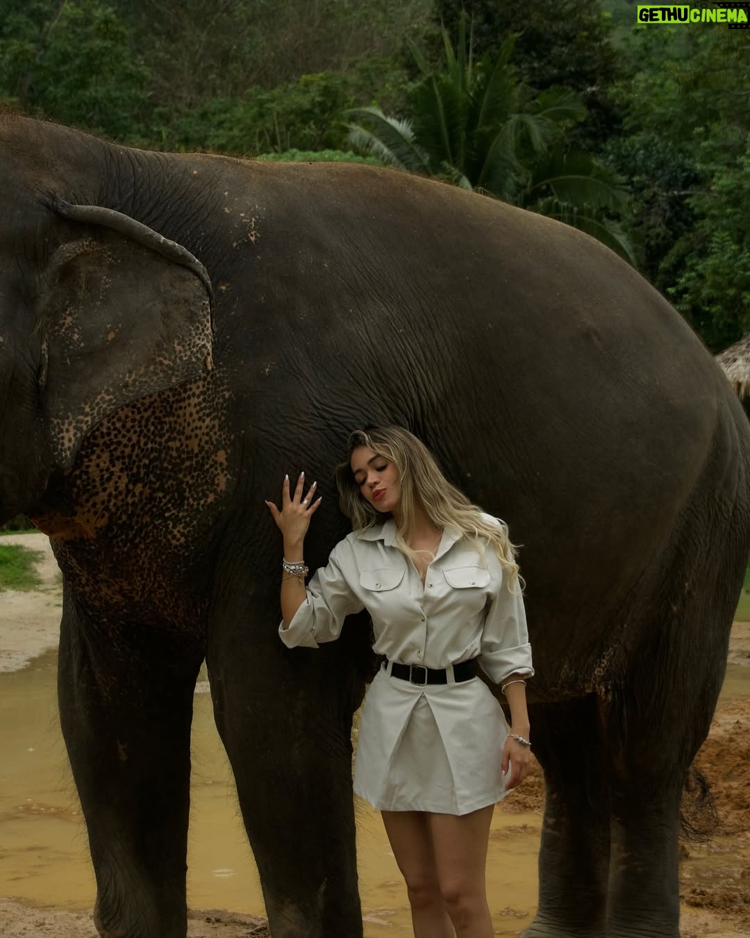Mayra Goñi - 28.6K Likes - A estos momentos los llama mágicos, cargados de amor, espiritualidad, y paz. Una de las cosas más tiernas y emocionantes que he vivido🐘🤍 Gracias @theofficialpandora 🥹🫶🏽✨
Sin embargo, ya quisiera yo tener una varita mágica y poder regresarlos a su habitat.
Lastimosamente, sería imposible pues morirían,
Se trata elefantes rescatados de circo o espectáculos.
Pero, hay fundaciones maravillosas como esta, que trabajan incansablemente para conservarlos en medio del amor, cuidados y alimentación. 

 #FromThailandWithLove #PandoraSquad24 #PandoraTakesThailand #Pandora