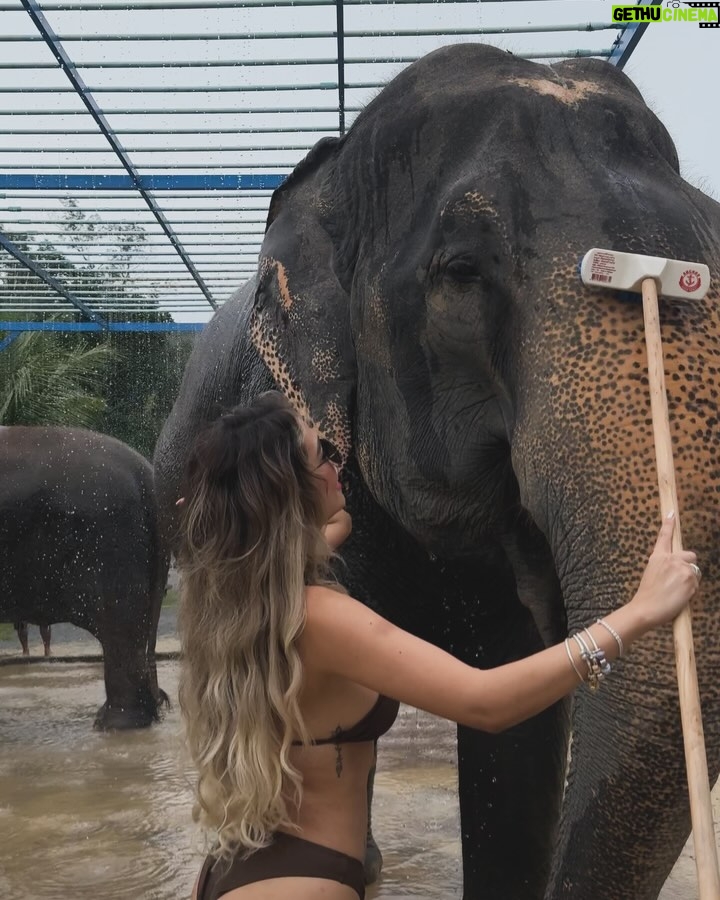 Mayra Goñi - 28.6K Likes - A estos momentos los llama mágicos, cargados de amor, espiritualidad, y paz. Una de las cosas más tiernas y emocionantes que he vivido🐘🤍 Gracias @theofficialpandora 🥹🫶🏽✨
Sin embargo, ya quisiera yo tener una varita mágica y poder regresarlos a su habitat.
Lastimosamente, sería imposible pues morirían,
Se trata elefantes rescatados de circo o espectáculos.
Pero, hay fundaciones maravillosas como esta, que trabajan incansablemente para conservarlos en medio del amor, cuidados y alimentación. 

 #FromThailandWithLove #PandoraSquad24 #PandoraTakesThailand #Pandora