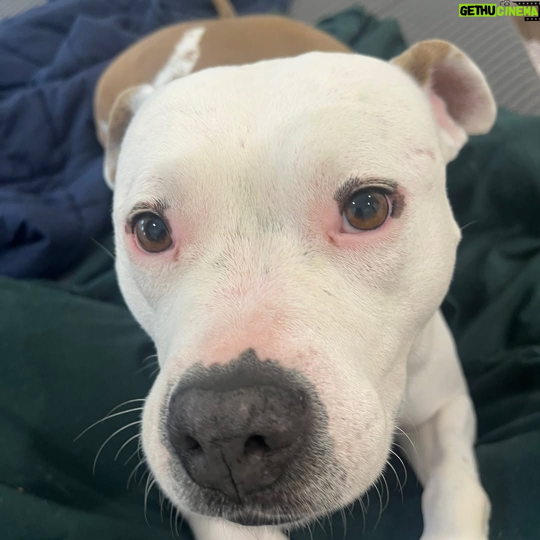 Megan Bitchell - 3.9K Likes - Happy birthday Birdie!!!!!! You ate my ex boyfriend’s roommate’s girlfriend’s pet bird 5 years ago and you’ve been my dog ever since!!!