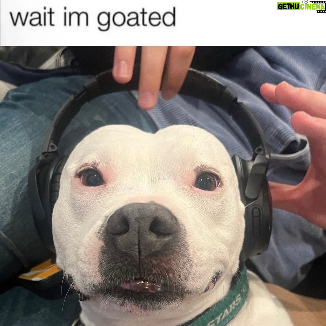Megan Bitchell - 3.9K Likes - Happy birthday Birdie!!!!!! You ate my ex boyfriend’s roommate’s girlfriend’s pet bird 5 years ago and you’ve been my dog ever since!!!