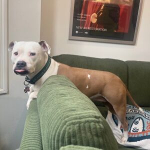 Megan Bitchell Instagram - Happy birthday Birdie!!!!!! You ate my ex boyfriend’s roommate’s girlfriend’s pet bird 5 years ago and you’ve been my dog ever since!!!