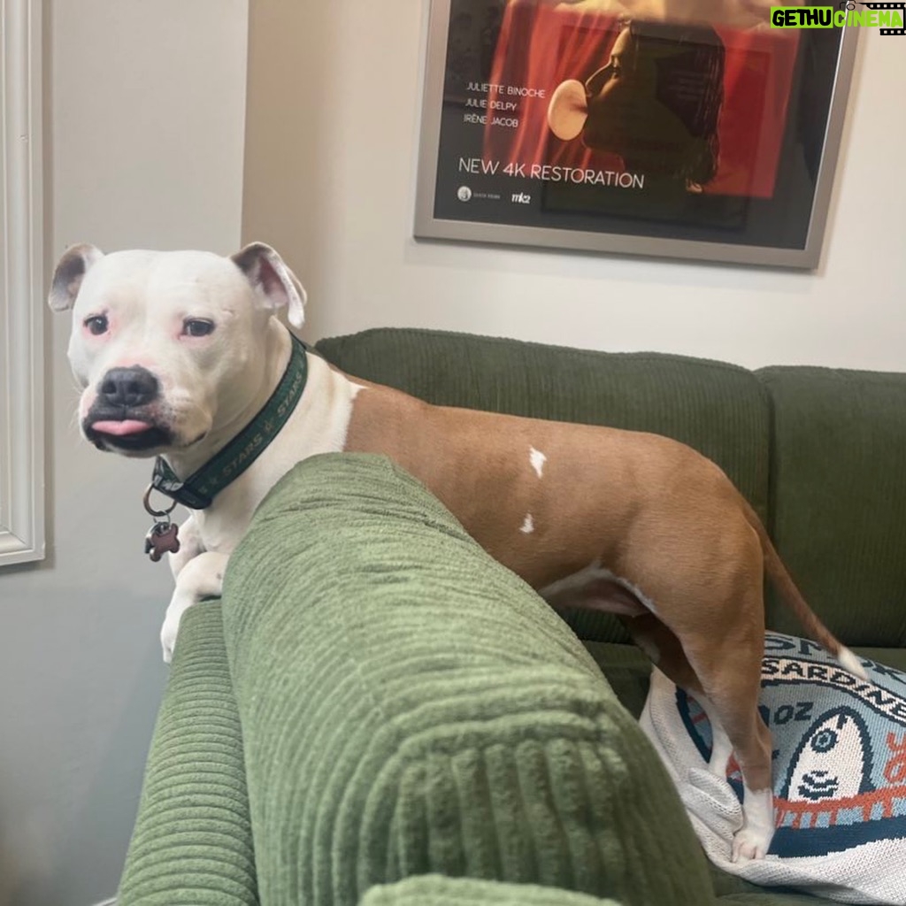 Megan Bitchell - 3.9K Likes - Happy birthday Birdie!!!!!! You ate my ex boyfriend’s roommate’s girlfriend’s pet bird 5 years ago and you’ve been my dog ever since!!!