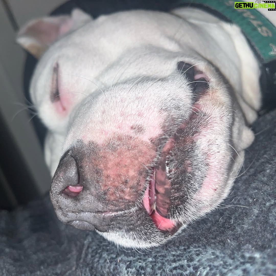 Megan Bitchell - 3.9K Likes - Happy birthday Birdie!!!!!! You ate my ex boyfriend’s roommate’s girlfriend’s pet bird 5 years ago and you’ve been my dog ever since!!!