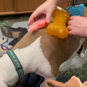 Megan Bitchell Instagram - Happy birthday Birdie!!!!!! You ate my ex boyfriend’s roommate’s girlfriend’s pet bird 5 years ago and you’ve been my dog ever since!!!