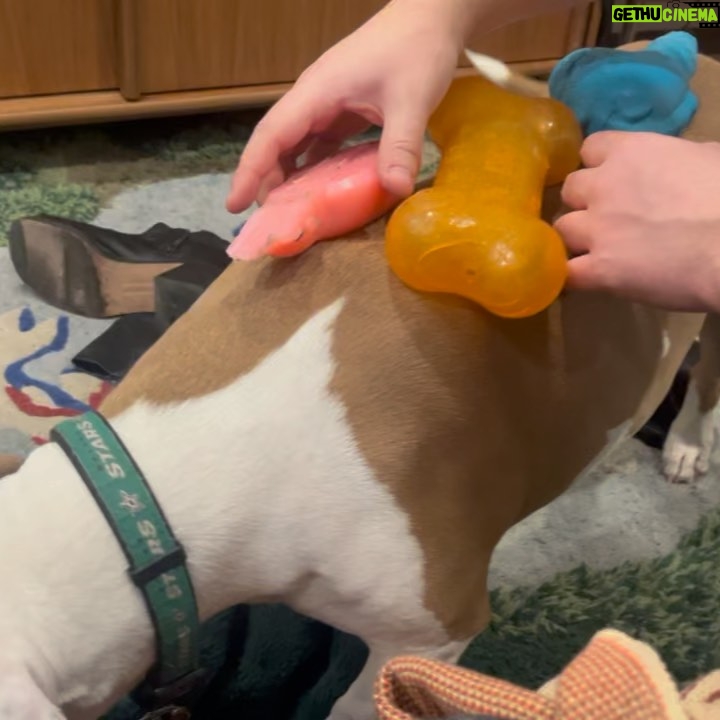 Megan Bitchell - 3.9K Likes - Happy birthday Birdie!!!!!! You ate my ex boyfriend’s roommate’s girlfriend’s pet bird 5 years ago and you’ve been my dog ever since!!!
