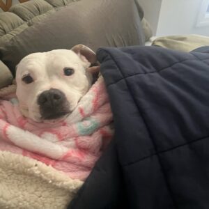 Megan Bitchell Instagram - Happy birthday Birdie!!!!!! You ate my ex boyfriend’s roommate’s girlfriend’s pet bird 5 years ago and you’ve been my dog ever since!!!