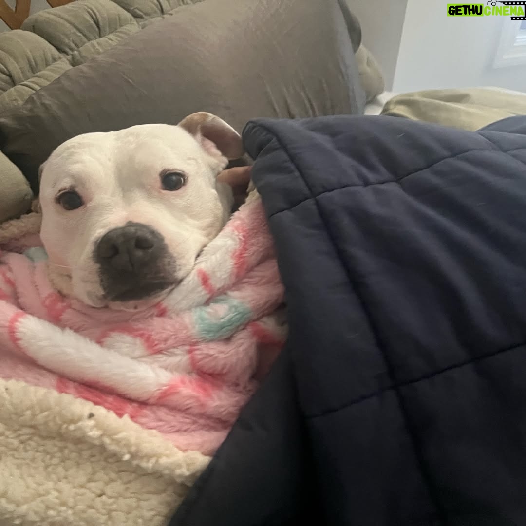 Megan Bitchell - 3.9K Likes - Happy birthday Birdie!!!!!! You ate my ex boyfriend’s roommate’s girlfriend’s pet bird 5 years ago and you’ve been my dog ever since!!!