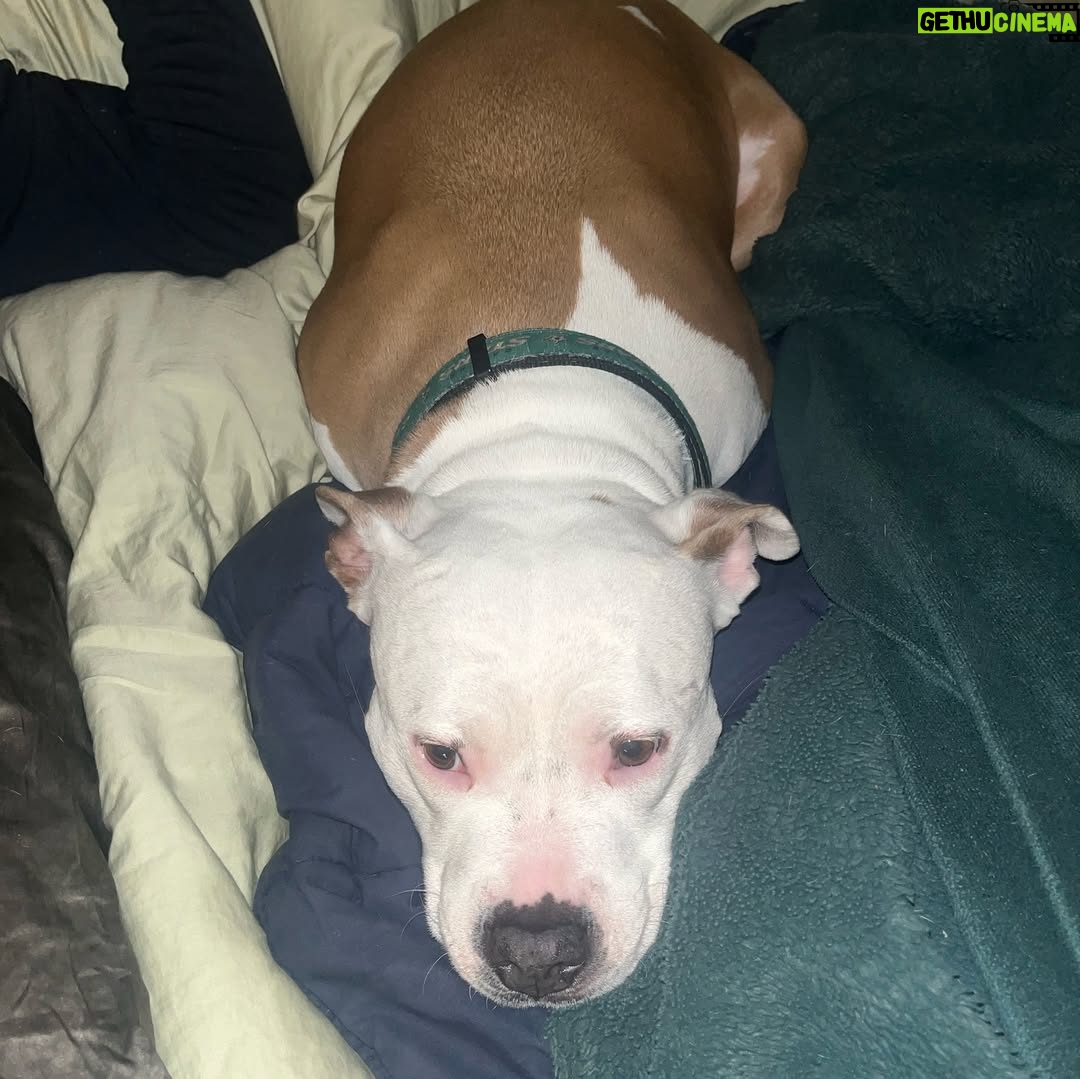 Megan Bitchell - 3.9K Likes - Happy birthday Birdie!!!!!! You ate my ex boyfriend’s roommate’s girlfriend’s pet bird 5 years ago and you’ve been my dog ever since!!!
