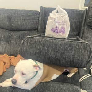 Megan Bitchell Instagram - Happy birthday Birdie!!!!!! You ate my ex boyfriend’s roommate’s girlfriend’s pet bird 5 years ago and you’ve been my dog ever since!!!