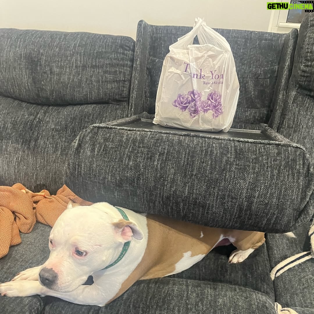 Megan Bitchell - 3.9K Likes - Happy birthday Birdie!!!!!! You ate my ex boyfriend’s roommate’s girlfriend’s pet bird 5 years ago and you’ve been my dog ever since!!!