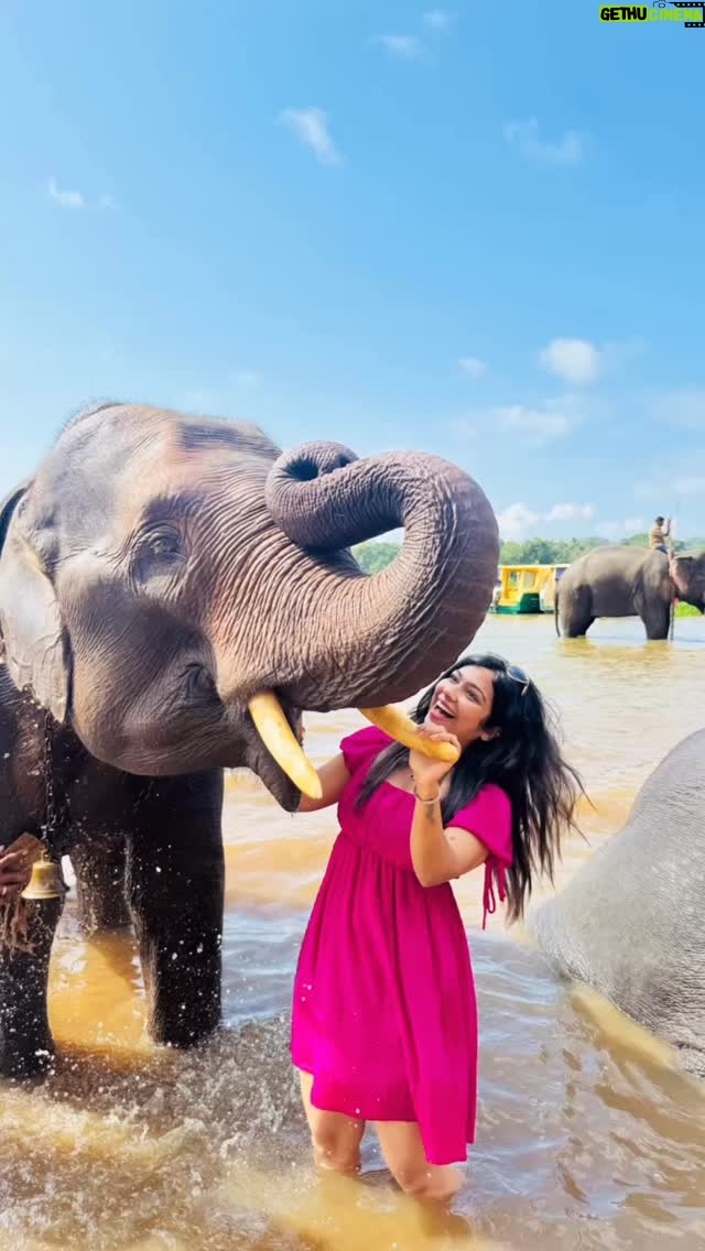 Meghashree - 1.4K Likes - 🐘♥️🧿
.
#elephantlove #loveforlife #meghashreegowda #lifestyle #reels #viralvideos #trendingnow #funtime #motivation #celebration #trip #serial