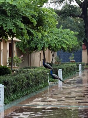 Mehak Bakshi Instagram - Jaipur in monsoon🩷