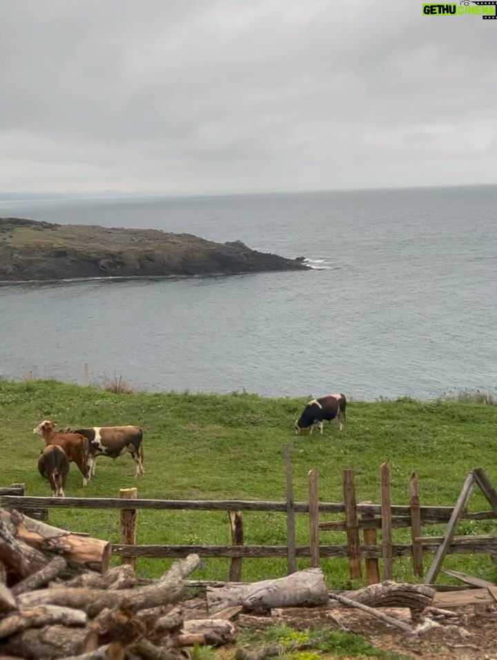 Melisa Şenolsun - 15.9K Likes - Sinop ben seni çok sevdim 🐳🌊🌲🌳🌦️