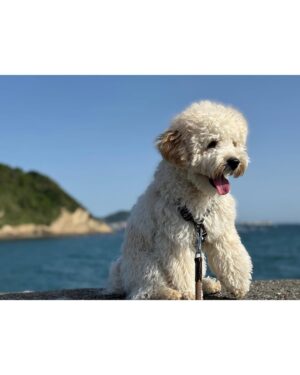 Mew Azama Instagram - 🩷💚🩷💚
みなさんGWどのように過ごしましたか?
私はバブルスといろいろなところへ🐾
1枚目
ツツジと私の服の色が丸かぶりで記念にパシャリ🩷笑
2枚目
海の目の前のカフェでLunch🍽️
最近はワンちゃんOKなご飯屋さんを探して
行くことが増えてきました!
3枚目
波はまだ怖くて逃げていましたが
1回海につけてあげると気持ちよさそうにしてました✨
4.5枚目
海をバックにただただかっこいい写真を撮りたくて
バブに付き合ってもらいました🌊
いいモデル犬になれそう(親バカ)笑
6枚目
初めてドックフード以外のご飯を。
犬用のピザを頼んだら大興奮でペロリでした🍕
絶対ドックフードより美味しいよね笑
7枚目
GW最終日はおうちでまったり。
私のTシャツを着て遊んでいるところ🐶
最近ドッグランデビューをしたり
いろいろと経験を積んで少しずつ成長してきたバブ。
ワンちゃんにオススメの場所があれば教えてください♡
#GW#バブルス#ラブラドゥードル#オーストラリアンラブラドゥードル#パピー#ラブラドゥードルの子犬 #bubbles#labradoodle#australianlabradoodle#puppy
