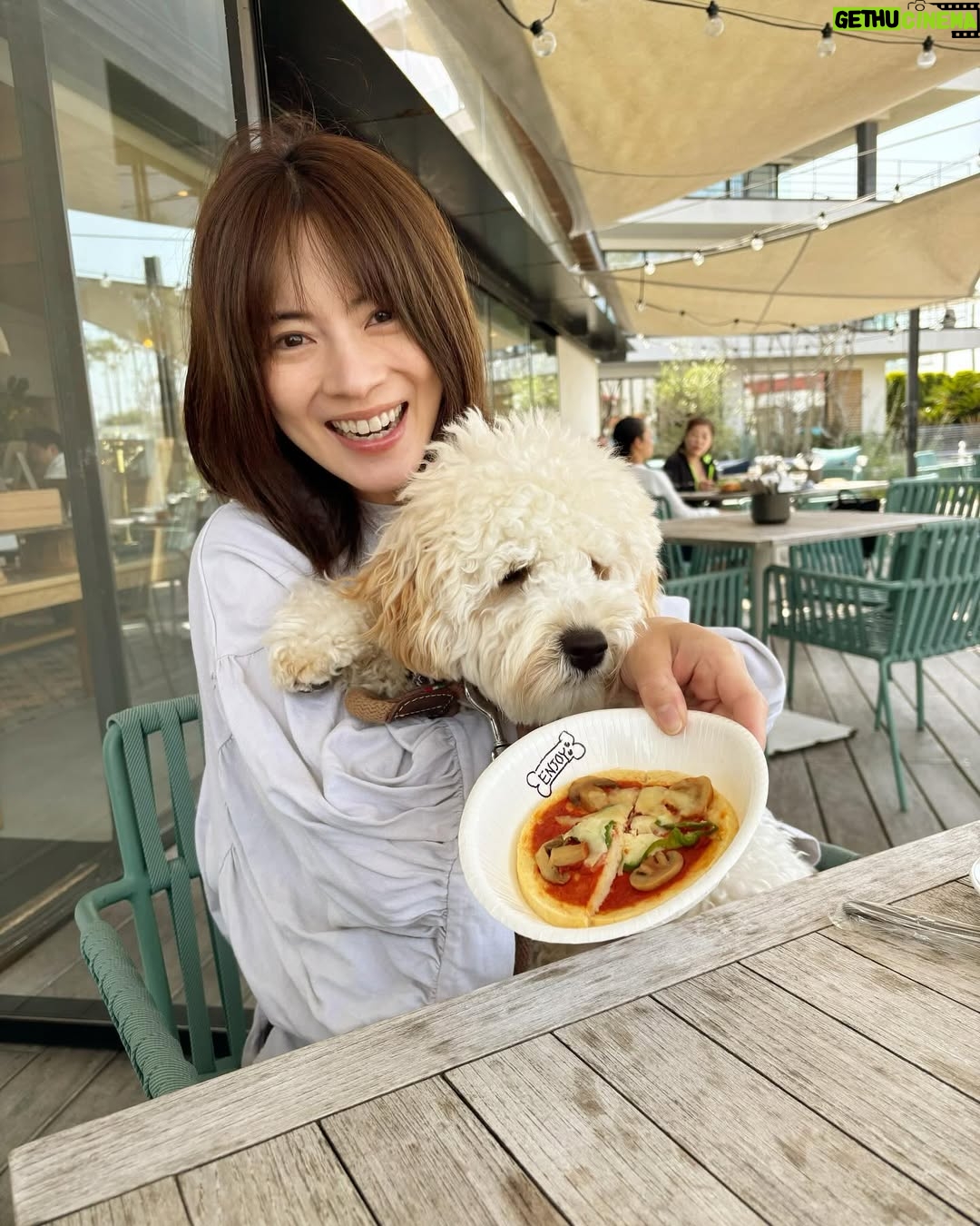 Mew Azama - 2K Likes - 🩷💚🩷💚

みなさんGWどのように過ごしましたか？
　

私はバブルスといろいろなところへ🐾
　

1枚目
ツツジと私の服の色が丸かぶりで記念にパシャリ🩷笑

2枚目
海の目の前のカフェでLunch🍽️
最近はワンちゃんOKなご飯屋さんを探して
行くことが増えてきました！

3枚目
波はまだ怖くて逃げていましたが
1回海につけてあげると気持ちよさそうにしてました✨

4.5枚目
海をバックにただただかっこいい写真を撮りたくて
バブに付き合ってもらいました🌊
いいモデル犬になれそう(親バカ)笑

6枚目
初めてドックフード以外のご飯を。
犬用のピザを頼んだら大興奮でペロリでした🍕
絶対ドックフードより美味しいよね笑

7枚目
GW最終日はおうちでまったり。
私のTシャツを着て遊んでいるところ🐶
　

最近ドッグランデビューをしたり
いろいろと経験を積んで少しずつ成長してきたバブ。

ワンちゃんにオススメの場所があれば教えてください♡

　

#GW#バブルス#ラブラドゥードル#オーストラリアンラブラドゥードル#パピー#ラブラドゥードルの子犬 #bubbles#labradoodle#australianlabradoodle#puppy