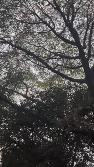 Mikku Arya Instagram - Oh mere Sohna re ❤️😌@mikku2073 
.
.
.
@_anjali991 
.
.
.
.
.
.
.
.
.
.
#reelinstagram #foryoupage💙 #viralvideos #explorepage #featured #reelkarofeelkaro❤