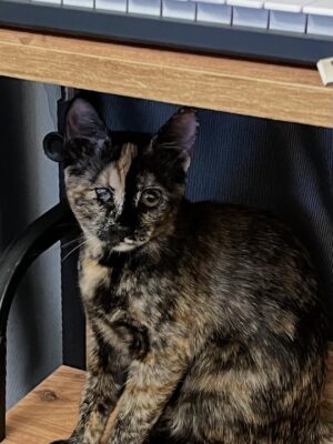 Nalan Instagram - Merhaba ben Melo 😻büyüdüm koca kız oldum . Annem beni yazın başı Bodrum’ a götürdü ben evdeki köpek abilerimden çok korktuğum için iki gün sonra İstanbul’a getirdi . Keyfim yerinde tırmanmadığım , patilerimin değmediği hiçbir yer kalmadı. En girilmez köşeleri bile tüylerimle girip temizledim anneme yardım ettim😸😸😸😸 . Tüm kıyafetlerine tırmık atma suretiyle kalite kontrollerini yaptım . Şimdi annem aranje yapıyor ben de tuşlara çıkıp piyano çalmasına yardımcı oluyorum. Beni soranlar olmuş tam 6 aylık oldum . Çok iyiyim ellerinizden öperim . Annem bensiz iş yapamaz ,dişleyerek kabloları düzeltmek için gitmeliyim 🤣🤣🤣hadi baş baş 😘❤️💕🙋🏻‍♀️
