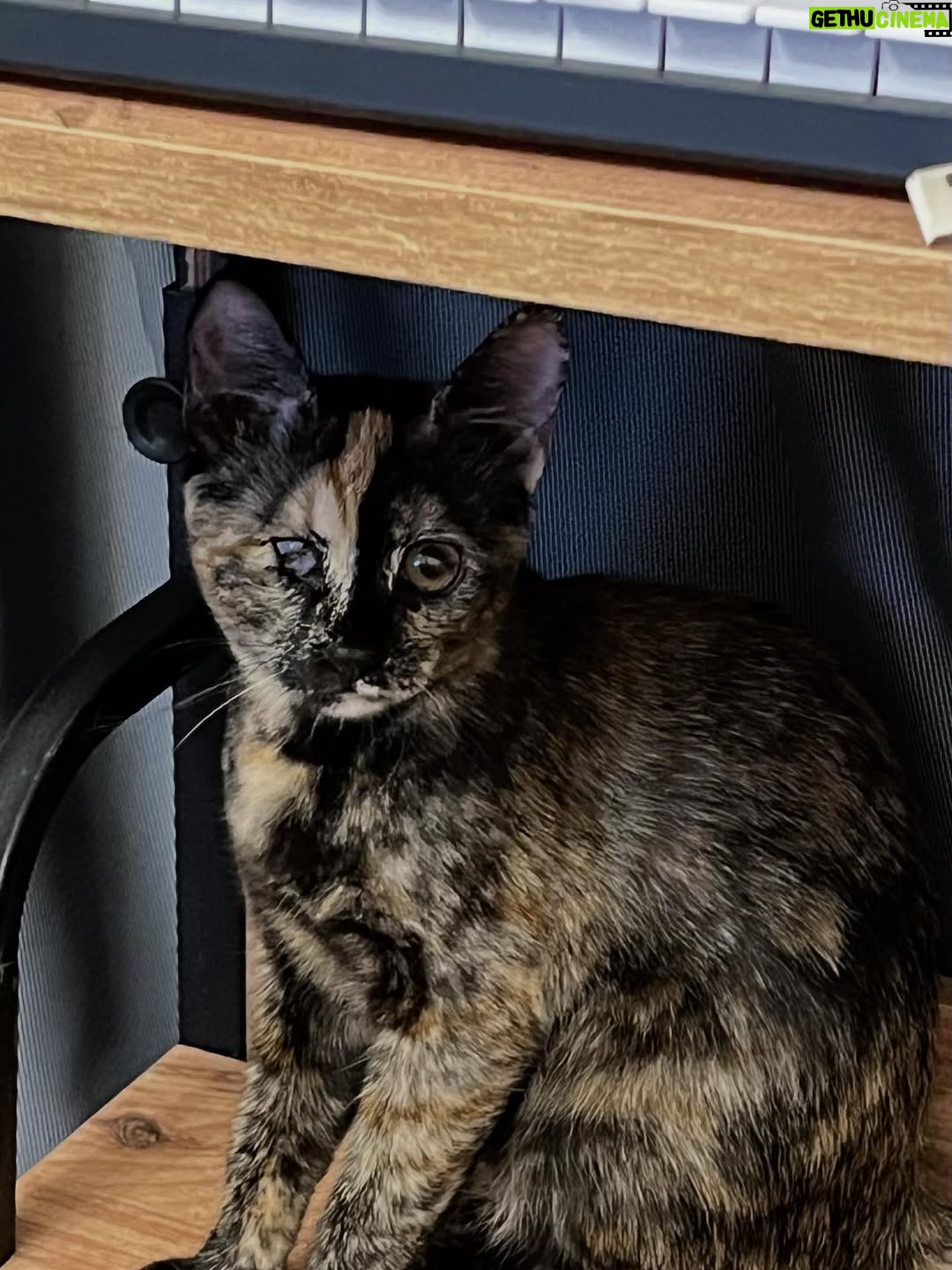 Nalan - 2.6K Likes - Merhaba ben Melo 😻büyüdüm koca kız oldum . Annem beni yazın başı Bodrum’ a götürdü ben evdeki köpek abilerimden çok korktuğum için iki gün sonra İstanbul’a getirdi . Keyfim yerinde tırmanmadığım , patilerimin değmediği hiçbir yer kalmadı. En girilmez köşeleri bile tüylerimle girip temizledim anneme yardım ettim😸😸😸😸 . Tüm kıyafetlerine tırmık atma suretiyle kalite kontrollerini yaptım . Şimdi annem aranje yapıyor ben de tuşlara çıkıp piyano çalmasına yardımcı oluyorum. Beni soranlar olmuş tam 6 aylık oldum . Çok iyiyim ellerinizden öperim . Annem bensiz iş yapamaz ,dişleyerek kabloları düzeltmek için gitmeliyim 🤣🤣🤣hadi baş baş 😘❤️💕🙋🏻‍♀️