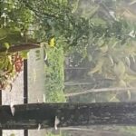 Nandana Varma