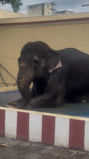 Niranjani Ahathian Instagram - Avlooooo azhagu♥️🐘

On my recent visit to the temple..I came across the most adorable soul KALYANI🤍 the temple elephant…I stood there for nearly 30 minutes completely mesmerized just watching her bathe.She was full of life …playful..naughty..curious and a little rowdy in the cutest way. Avloooo azhagu..There was something so pure and joyful about her presence... I couldn’t take my eyes off her. I was overwhelmed… my heart felt so full and even now a part of it still stays with her♥️♥️