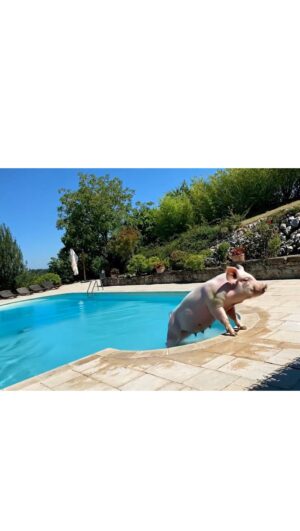 Ornella Muti Instagram - Respect 🤪💖❣️❣️❣️#fedethepig #fedelinfuencer #kiaraefede #influencerdiscelteintelligencer #pigsofinstagram #naikerivelli
@ornellamuti @blueeyedfamily @skycap