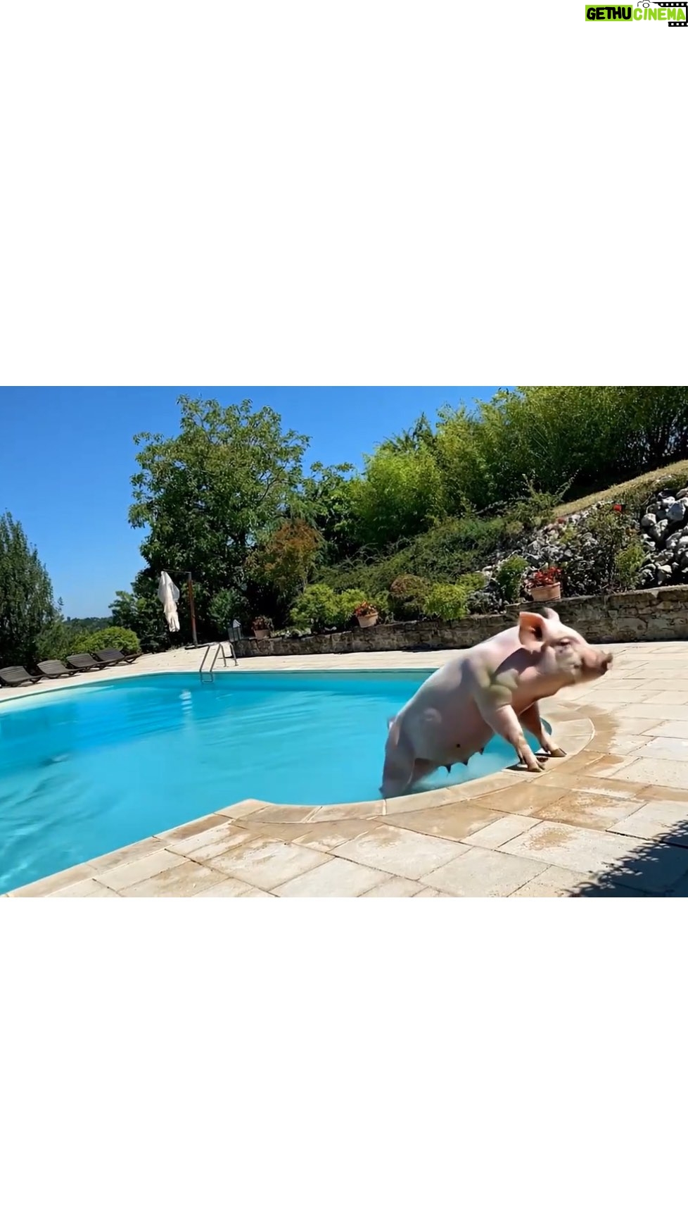 Ornella Muti - 4.4K Likes - Respect 🤪💖❣️❣️❣️#fedethepig #fedelinfuencer #kiaraefede #influencerdiscelteintelligencer #pigsofinstagram #naikerivelli 
@ornellamuti @blueeyedfamily @skycap