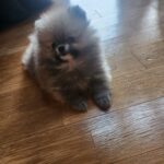 Park Bom