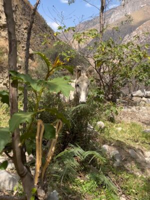 Pierina Carcelén Instagram - Agua, mucha agua = mucha bendición 🩵
Un regalo haberme traído hasta este paraíso en la sierra limeña. Gratitud a los guardianes de esta mágica ruta de tanta agüita y viento, de sol brillante y poderosas montañas. Que mas se puede pedir ?
#lamagiadeloselementos #mamanaturaleza #pachamamita #sierralimeña #autocuidado #metengo #mesostengo #meescucho #mehagocargo #meamo #escapadasurbanas