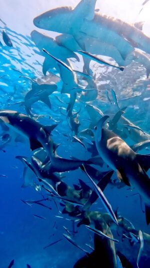 Pooja Chen Instagram - Swimming with the Sharks 🦈 definitely a core memory unlocked.
What a surreal experience it was…scary, exhilarating and awestruck all at the same time.
Shot on @goproindia @gopro
.
.
@visitmaldives @tritonprestige
#vmstc2023 #sunnysideoflife #maldives #maldivestrip #sharkbay #swimmingwithsharks #sharkdiving #corememory #visitmaldives #travelxplens