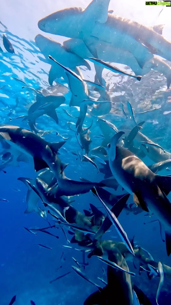Pooja Chen - 1.8K Likes - Swimming with the Sharks 🦈 definitely a core memory unlocked. 
What a surreal experience it was…scary, exhilarating and awestruck all at the same time. 
Shot on @goproindia @gopro 
.
.
@visitmaldives @tritonprestige
#vmstc2023 #sunnysideoflife #maldives #maldivestrip #sharkbay #swimmingwithsharks #sharkdiving #corememory #visitmaldives #travelxplens