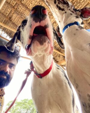 Praveen Devasagayam Instagram - Bella-Zara , sensitive and a pure connection with these girls for the past 3 days had healed few areas of my life , Love unconditional and Lesson unlimited , It’s easy to earn trust but to Learn the person you trust is the Task involved for betterment ! 
#harlequin #Dane #Dogs #merlin