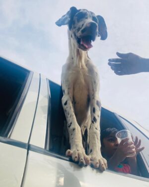 Praveen Devasagayam Instagram - Bella-Zara , sensitive and a pure connection with these girls for the past 3 days had healed few areas of my life , Love unconditional and Lesson unlimited , It’s easy to earn trust but to Learn the person you trust is the Task involved for betterment ! 
#harlequin #Dane #Dogs #merlin