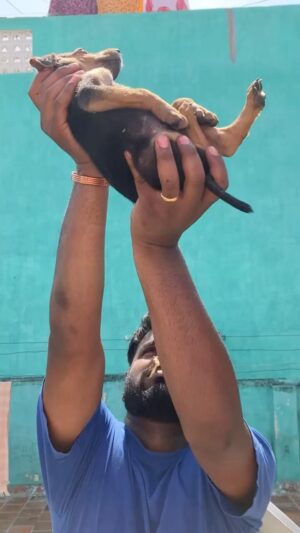 Praveen Devasagayam Instagram - Oru “Kutty” Kadhey -  #Dog #Loyal #loyalty #unconditionallove #indie #indiebreed #Stray #streetdog #mansbestfriend #cute #love #faithful #puppy #puppies #rescue #charlie #bolt