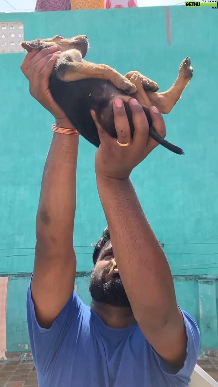Praveen Devasagayam - 8.2K Likes - Oru “Kutty” Kadhey -  #Dog #Loyal #loyalty #unconditionallove #indie #indiebreed #Stray #streetdog #mansbestfriend #cute #love #faithful #puppy #puppies #rescue #charlie #bolt