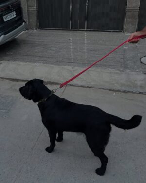 Rajni Yadav Instagram - Workouts, wellness, waffles & walks with my furry crew 🐶🐱
Healthy and happy, it’s all part of the vibe 💅