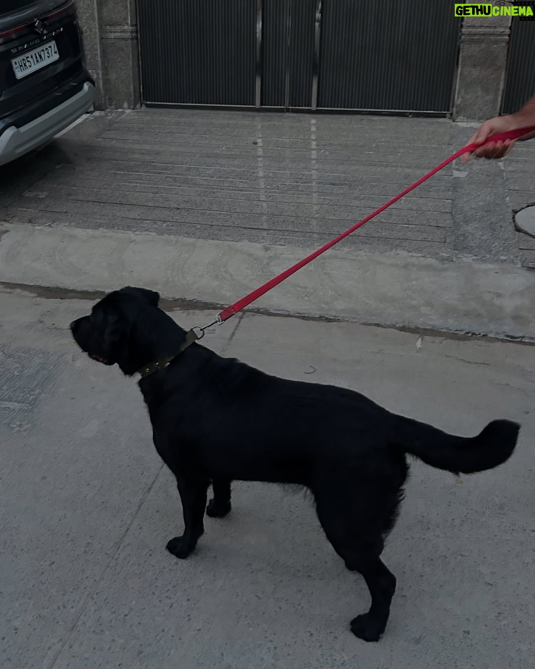 Rajni Yadav - 3 Likes - Workouts, wellness, waffles & walks with my furry crew 🐶🐱
Healthy and happy, it’s all part of the vibe 💅