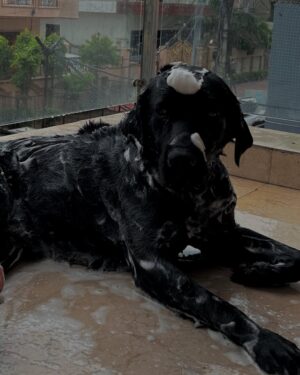 Rajni Yadav Instagram - Finding peace in the pause, fuel in food, and love in paws 🐾🤍
