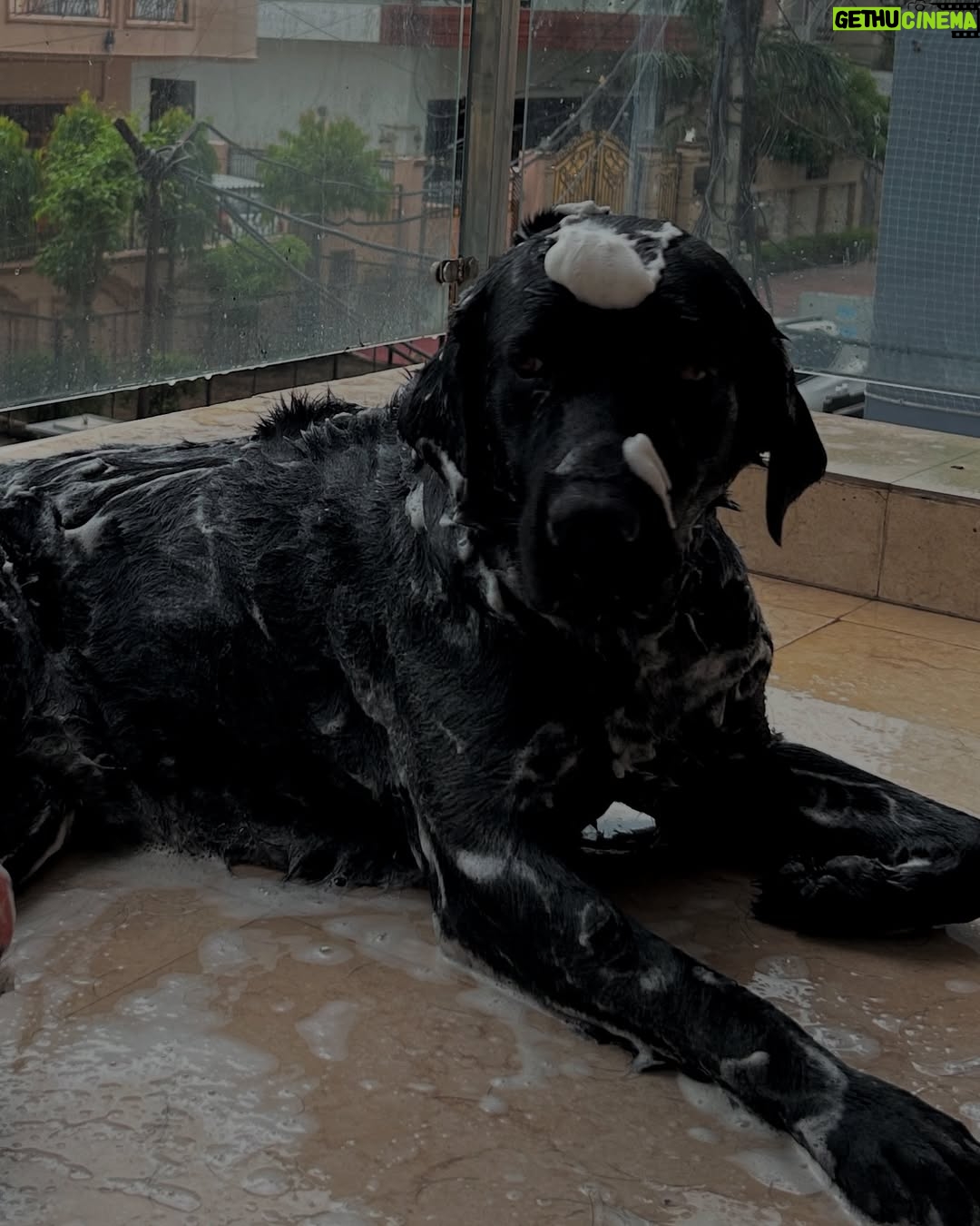 Rajni Yadav - 3 Likes - Finding peace in the pause, fuel in food, and love in paws 🐾🤍