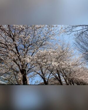Riho Iida Instagram - ご報告です。

桜が満開の、よく晴れた日に双子を出産しました。

小さなふたりに毎日癒されながら、幸せな時間を過ごしています。

支えてくださった皆さま、本当にありがとうございます。

これからもあたたかく見守っていただけたら嬉しいです🌸🌸