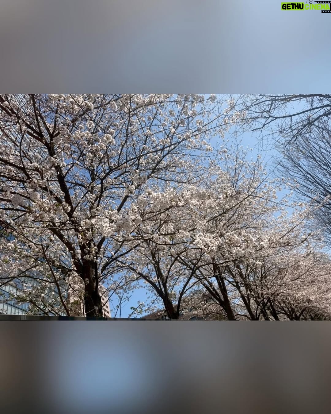 Riho Iida - 13K Likes - ご報告です。

桜が満開の、よく晴れた日に双子を出産しました。

小さなふたりに毎日癒されながら、幸せな時間を過ごしています。

支えてくださった皆さま、本当にありがとうございます。

これからもあたたかく見守っていただけたら嬉しいです🌸🌸