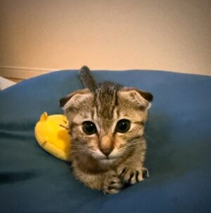 Rio Yamashita Instagram - 家族が増えました🐈

捨てられた？子猫ちゃんを保護し、私が最後まで面倒みることに決めました。
過酷な状況で生きる野良猫ちゃんが少しでも減ることを心から願っています。

#保護猫