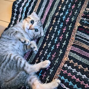 Rio Yamashita Instagram - 家族が増えました🐈

捨てられた？子猫ちゃんを保護し、私が最後まで面倒みることに決めました。
過酷な状況で生きる野良猫ちゃんが少しでも減ることを心から願っています。

#保護猫