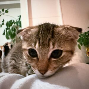 Rio Yamashita Instagram - 家族が増えました🐈

捨てられた？子猫ちゃんを保護し、私が最後まで面倒みることに決めました。
過酷な状況で生きる野良猫ちゃんが少しでも減ることを心から願っています。

#保護猫