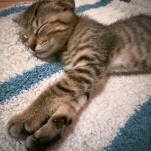 Rio Yamashita Instagram - 家族が増えました🐈

捨てられた？子猫ちゃんを保護し、私が最後まで面倒みることに決めました。
過酷な状況で生きる野良猫ちゃんが少しでも減ることを心から願っています。

#保護猫