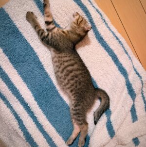 Rio Yamashita Instagram - 家族が増えました🐈

捨てられた？子猫ちゃんを保護し、私が最後まで面倒みることに決めました。
過酷な状況で生きる野良猫ちゃんが少しでも減ることを心から願っています。

#保護猫