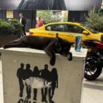 Saba Mubarak