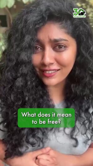 Samyukta Hornad Instagram - This #WorldElephantDay, actor and animal advocate @samyuktahornad lends her voice to speak for India’s captive elephants.
Elephants remember everything, the pain of chains, the sting of bullhooks, and the joy of walking free. Across India, countless elephants are still trapped in captivity, blinded, beaten, and worked to exhaustion. But with rescue, care, and compassion, their stories can change.
Samyukta has supported us for over six years, adopting elephants and advocating for their rights.
You can also take a stand for elephants in India: (Tap the link in our bio)
Be the reason an elephant’s memories are filled with freedom and dignity, not suffering.
#WildlifeSOS #ElephantCare #FreedomForElephants #BeggingElephants