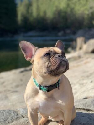 Sarah Jeffery Instagram - To the love of my life, the one who saved me and raised me into adulthood; I will love you until my own heart stops beating, and after that too. 
Monty Jeffery: 12/25/15 - 10/08/25 🌈