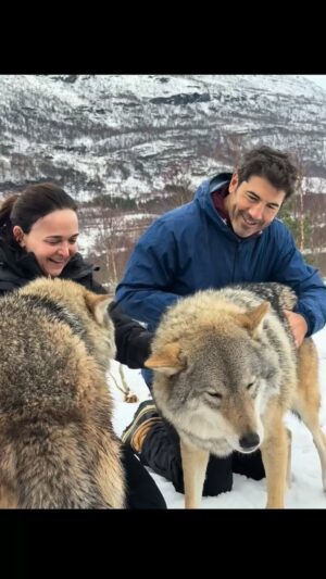 Sheryl Sandberg Instagram - Three incredible days with our parents at the Wolf Lodge in Norway. Yes, we actually hung out with wolves and fed arctic foxes. I didn’t even know this could be on my bucket list.