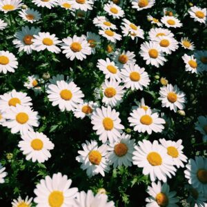 Shiori Instagram - 🌼🤎